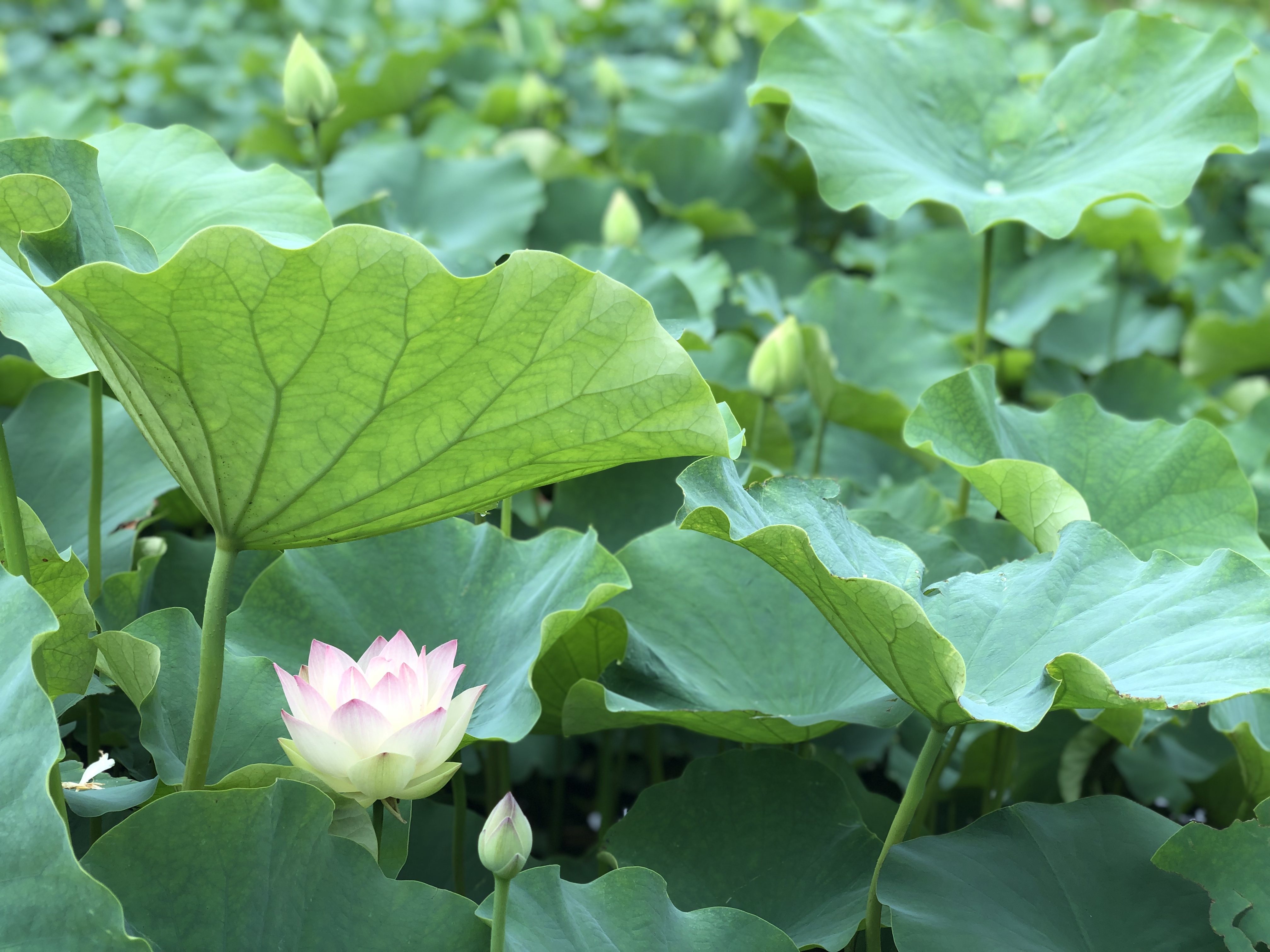 親孝行になるほどの美しい散歩道 蓮の花畑 香港で駐在ブログを書いてみた 地球をかじる