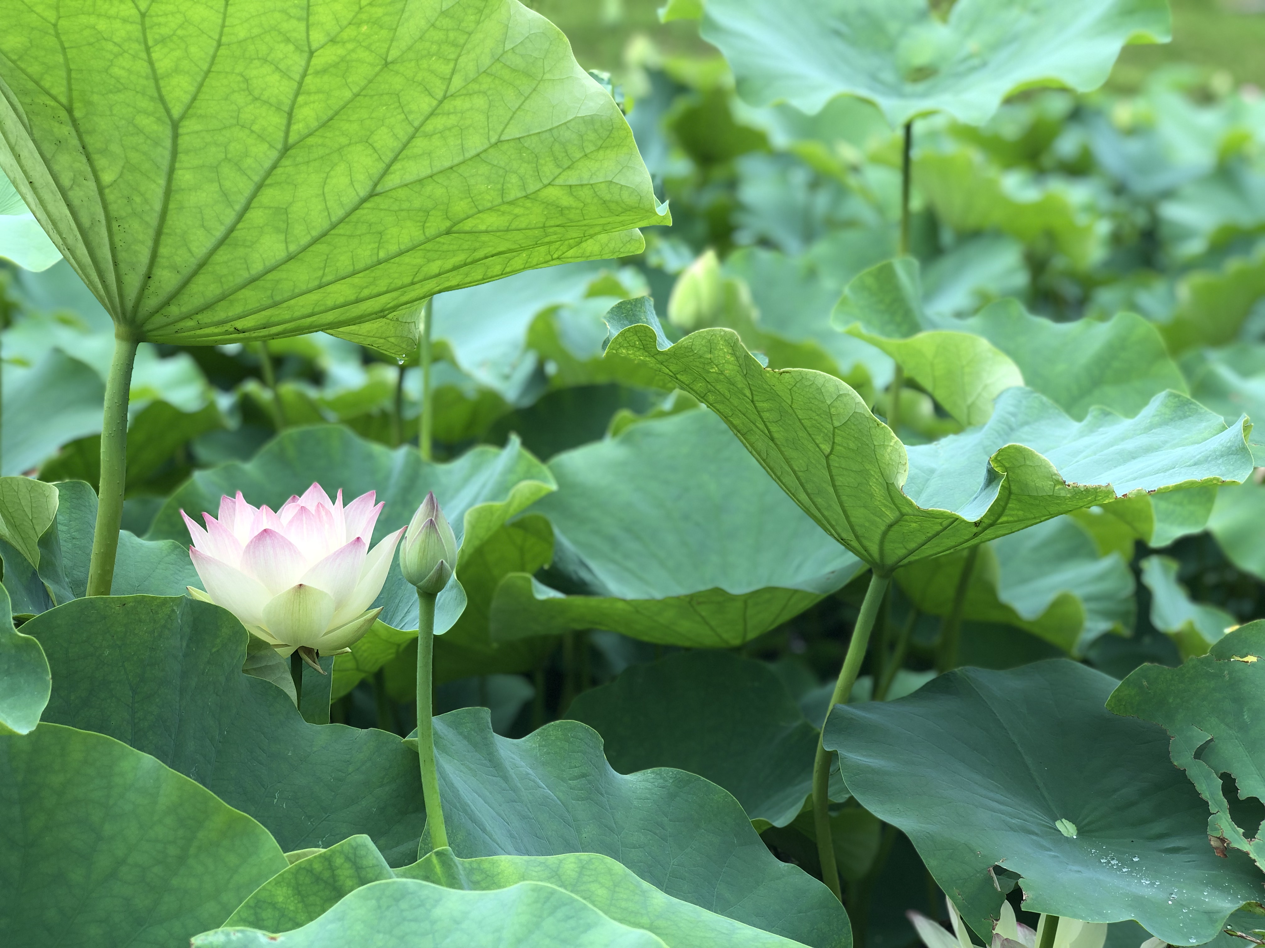 親孝行になるほどの美しい散歩道 蓮の花畑 香港で駐在ブログを書いてみた 地球をかじる