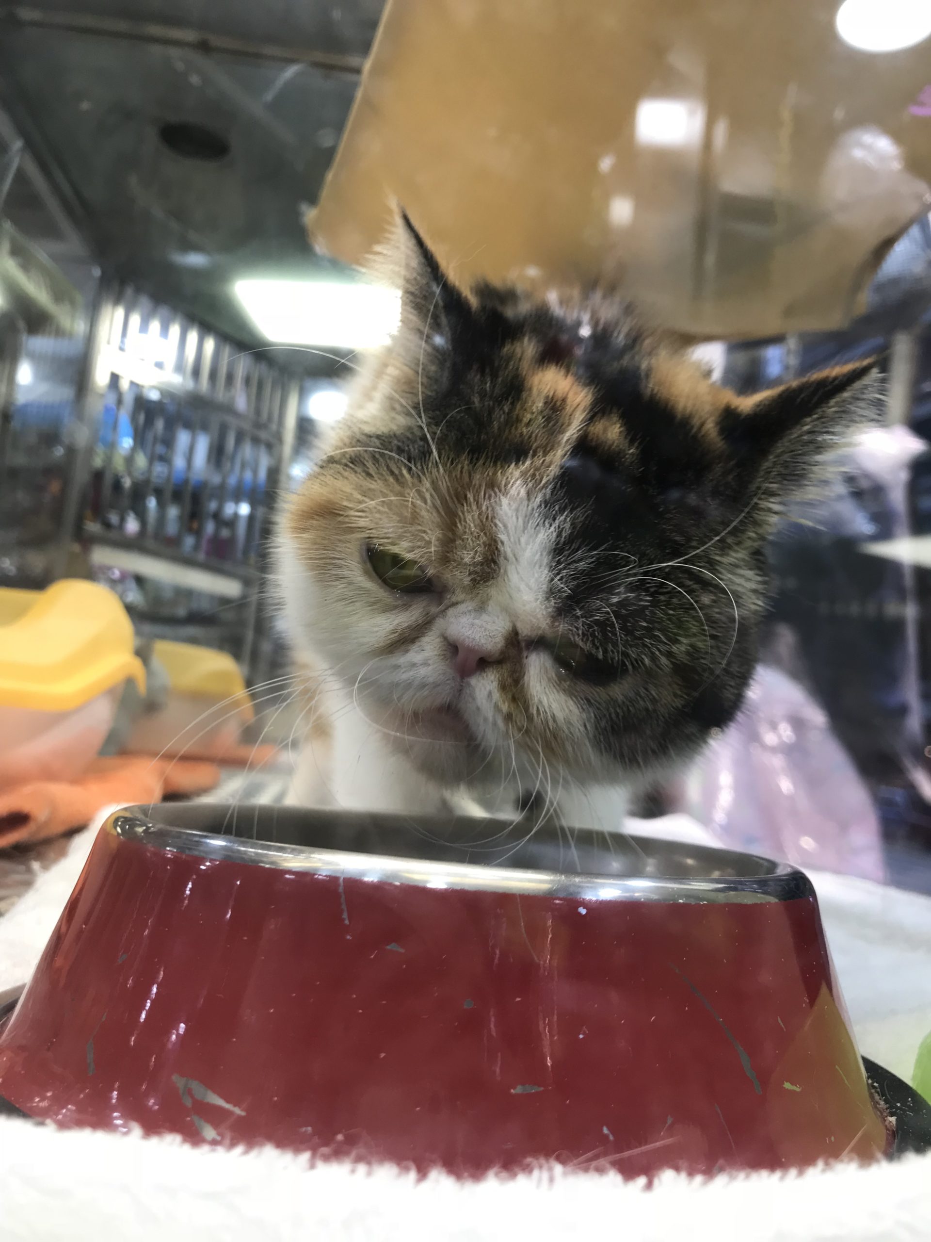 香港のペットショップにいる猫がなんかすげー怒ってるように見える 香港で駐在ブログを書いてみた 地球をかじる